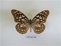 藏品(淡紋青斑蝶)的圖片